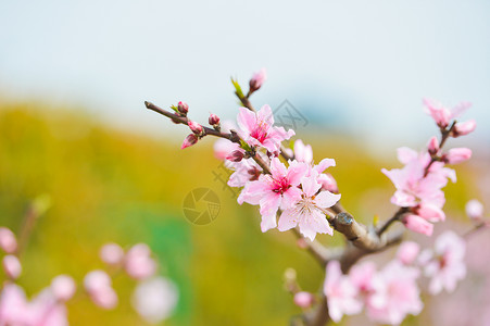 春天里的粉色桃花图片