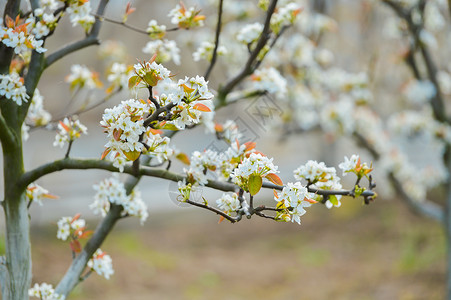 梨花盛开自然花儿素材高清图片