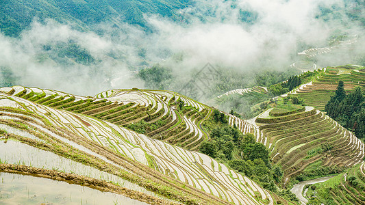 背景图红广西桂林龙胜龙脊梯田春耕背景