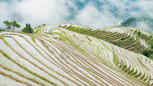 百龙天梯广西桂林龙胜龙脊梯田春耕背景