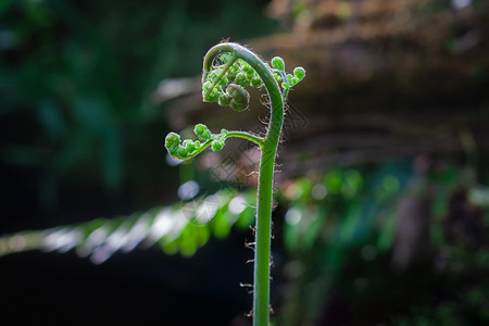 蜷曲刚发芽的蕨类植物背景