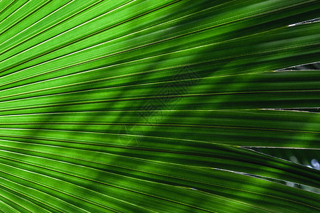 线条树叶逆光下的棕榈叶背景