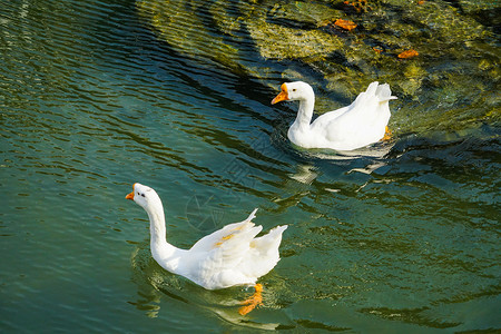 禽类养殖湖面上的大白鹅背景
