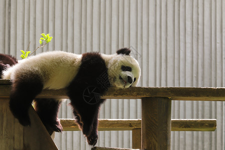 panda小熊猫玩耍背景