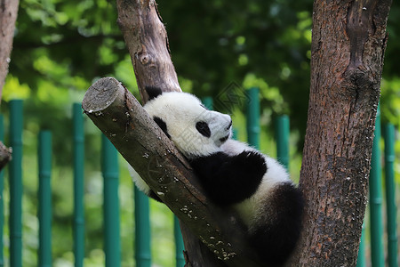 小熊猫玩耍卧龙保护区高清图片素材