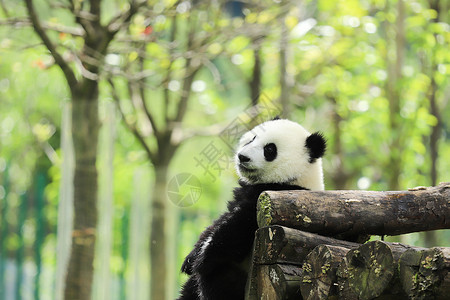 思考的小熊猫小熊猫玩耍背景