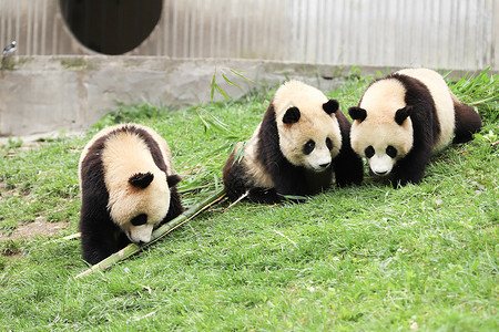 大熊猫吃竹子网红打卡地高清图片素材