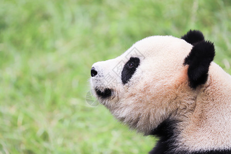 小熊猫玩耍贵州网红打卡地高清图片