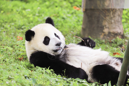 小熊猫玩耍动物保护区高清图片