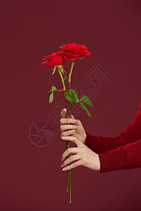 女性手捧两束玫瑰花特写背景图片
