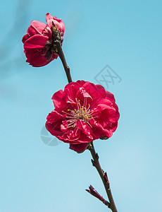 红色梅花树枝枝头上的红色梅花背景