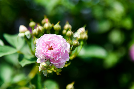 彩色花朵盛开的蔷薇背景