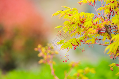 彩色花草新生的枫叶树背景