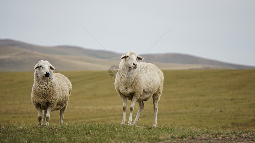 呼伦贝尔草原牧场养的绵羊成双成对图片