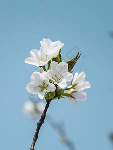 春天开满枝头的白色樱花花朵高清图片素材