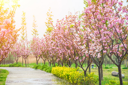 阳光下的樱花树图片