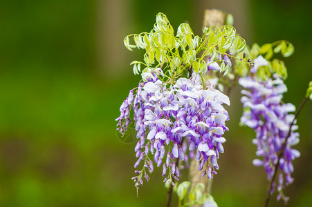 春雨后盛开的紫藤萝图片