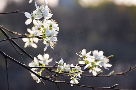 白樱花背景图片