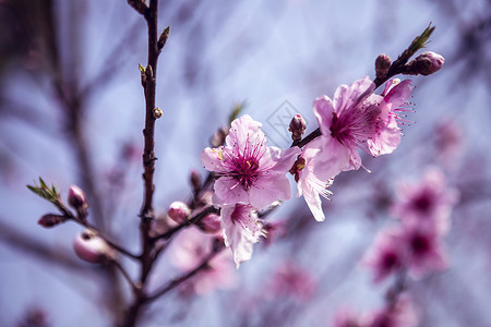 观赏樱花花瓣春天盛开的桃花背景
