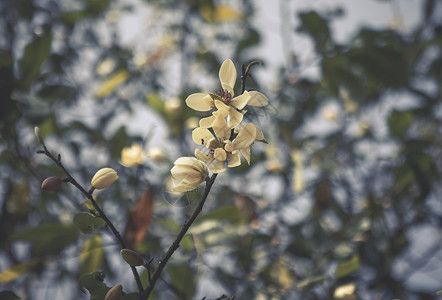 特写花蕊春天盛开的含笑花背景