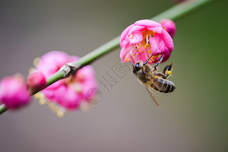 粉色梅花与蜜蜂背景图片