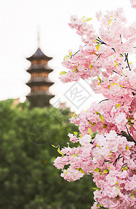 春天南京鸡鸣寺的桃花与寺庙高清图片