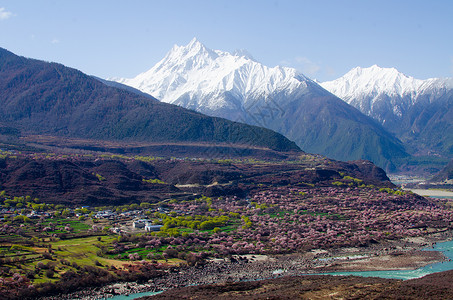 西藏峡谷雅鲁藏布江峡谷桃花节背景