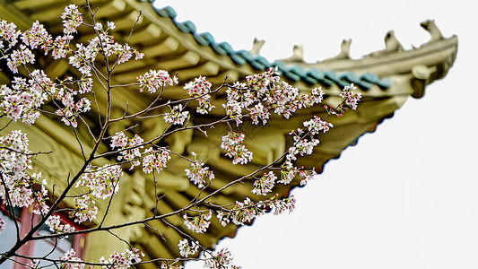 墙角植物湖北武汉大学樱花背景