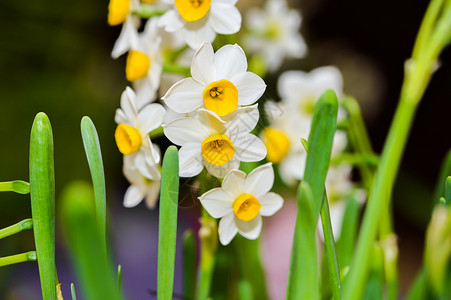 立春水仙花水仙花盆栽高清图片