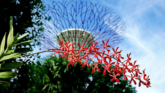 蝴蝶兰特写春天粉红鲜花盛开背景