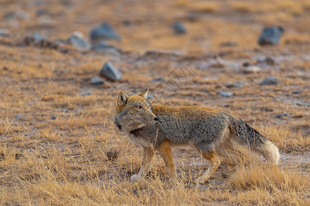 保护自然环境可可西里藏野狐背景