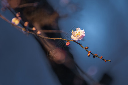 梅花开花的树枝高清图片