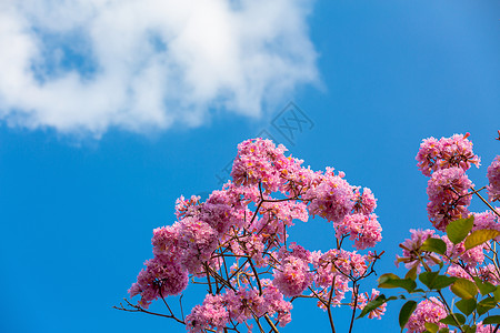 春天粉色浪漫紫色风铃花高清图片