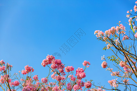 春天粉色浪漫紫色风铃花粉色花朵高清图片素材