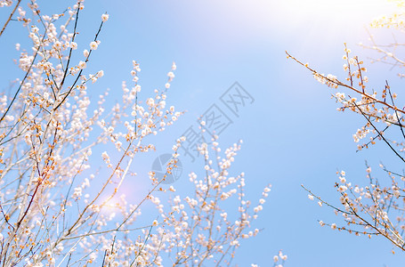 郁金花香春天盛开的花朵背景