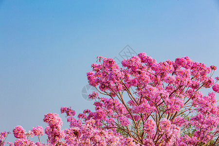春天粉色浪漫紫色风铃花背景
