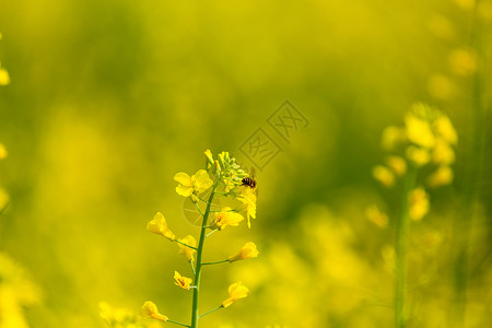金色甲虫春天油菜花开背景