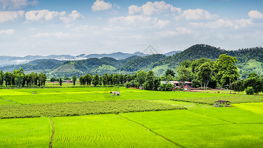 泰国热带水稻农田背景图片