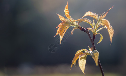 树叶鲜花春天树叶发芽背景