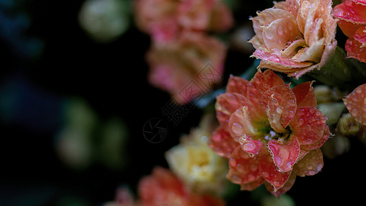 春天雨水水珠花朵特写高清图片