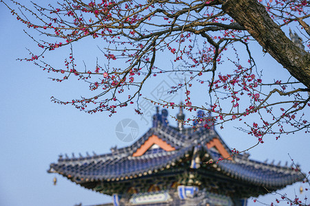 南京梅花山梅花背景