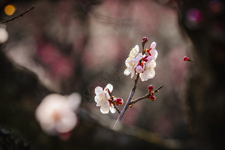 南京梅花山梅花高清图片