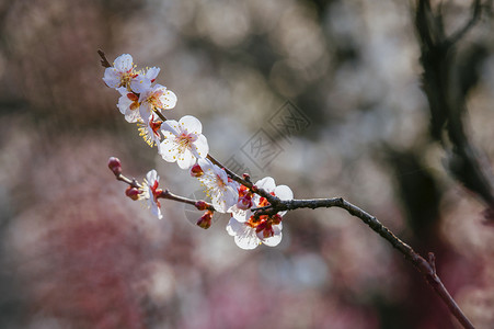 南京梅花山梅花高清图片