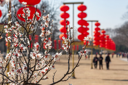 传统立春梅花与红灯笼背景