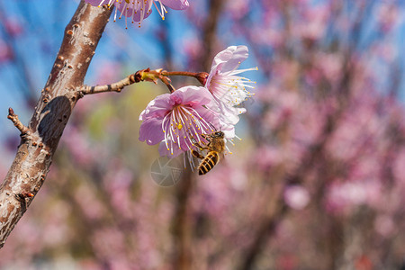 梅花与蜜蜂图片