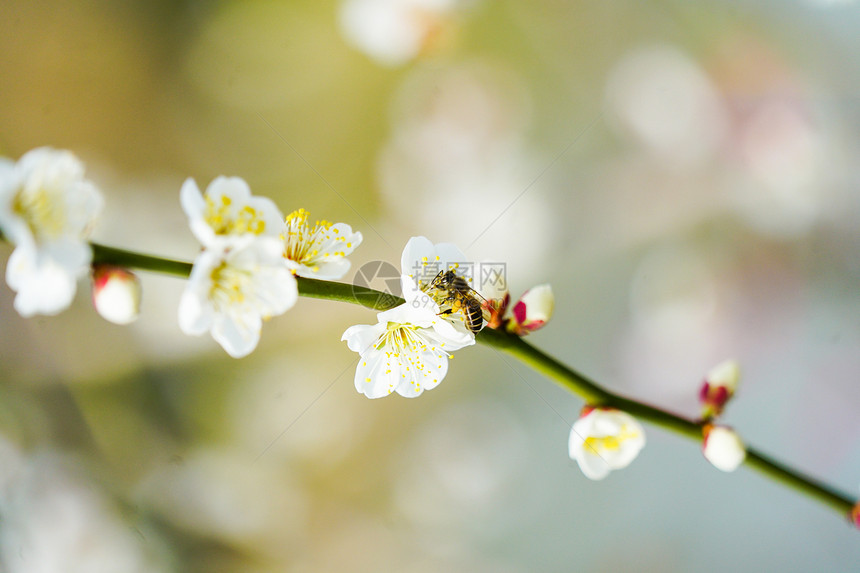 春日里的白色梅花盛开图片