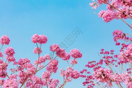 春天粉色浪漫紫色风铃花背景