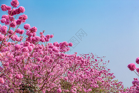 春天粉色浪漫紫色风铃花背景图片