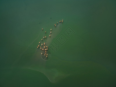 游泳爬行动物黄海湿地生态地貌背景