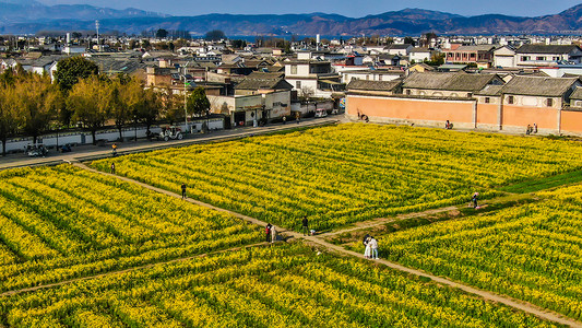 田园油菜花海云南大理喜洲古镇油菜花背景